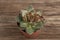 Dried succulent cactus on a wooden table