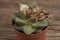 Dried succulent cactus on a wooden table