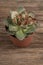 Dried succulent cactus on a wooden table
