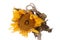 Dried sunflower