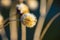 Dried Sunflower disc floret on a blurred background