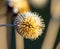 Dried Sunflower disc floret on a blurred background