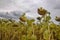 A dried sunflower field. Climate change. Growth, environmental. August, agricultural