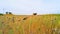 Dried Sunflowers In Grass In Agricultural Field