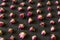 Dried tea roses on black background. Pattern made of rows of dried tea rose buds. Selective focus. Closeup