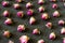 Dried tea roses on black background. Pattern made of rows of dried tea rose buds. Selective focus. Closeup