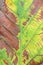 Dried Teak leaf texture background