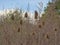 Dried teasel seedheads in a field