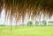 Dried thatching roof of hut in rice paddy at countryside