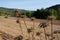 Dried thistle flowers in the field outdoors