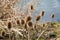 Dried thistle flowers on lakeside in early Spring