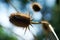 Dried thistle in nature surrounding