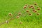 Dried thistle plant bent over wheat field