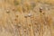 Dried Thistle prickly flower heads growing in meadow during Autumn in Tasmania, Australia.