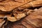 Dried tobacco leaves as background