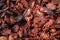 Dried tomatoes. Dry veggie or fruit. Tomato background