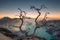 Dried tree on active volcano crater with turquoise lake at dawn