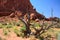 Dried tree in Arches National Park, Moab, Utah, United States