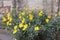 Dried tree branches trees - winter seasonYellow flowers on street - Meadow with group of small yellow daisy flowers,