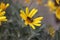 Dried tree branches trees - winter seasonYellow flowers on street - Meadow with group of small yellow daisy flowers,