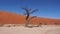 Dried Tree In Desert Against Red Sand Dunes Namibia Sossusvlei Desert Deadvlei