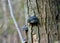 Dried tree fungi that survived the harsh winter