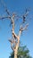 Dried tree with lively dark blue sky as background