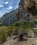 dried tree root in sa calobra bay mallorca