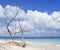 Dried tree trunk with bare branches on the backdrop of blue sea