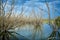 dried tree trunks flooded with water destruction of nature