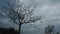 A dried tree in winter, dark clouds in the sky, time-lapse