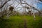 Dried Trees Arch over Narrow Trail