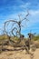 Dried trees, Saguaro National Park
