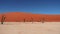 Dried Trees Snags Against Red Sand Dunes Namibia Sossusvlei Desert Deadvlei
