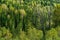 Dried trees in taiga