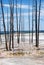 Dried  trunks of trees on a surface of hot thermal mineral ground