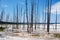 Dried  trunks of trees on a surface of hot thermal mineral ground