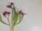 Dried tulip flowers close up. White-pink wilted tulip flower petals