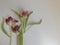 Dried tulip flowers close up. White-pink wilted tulip flower petals. Fading spring flowers