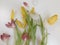 Dried tulip flowers close up. White-pink wilted tulip flower petals. Fading spring flowers