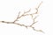 Dried twig over white background