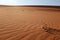 Dried twigs and branches on a hot and dry desert landscape in Riyadh, Saudi Arabia