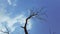 dried twigs under the blazing blue sky