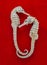 Dried two Seahorse on red flannel background Hippocampus For education.