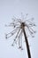 Dried umbel flower on white snow background