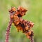 Dried up Aloe blossoms