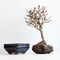 The dried up bonsai on a white background