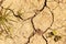Dried up earth with big cracks, dry desert ground closeup dirt rough background texture, little green pieces of grass drought