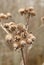 The dried up seeds of a burdock