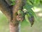 The dried-up sweet cherry leaves, damaged by a plant louse